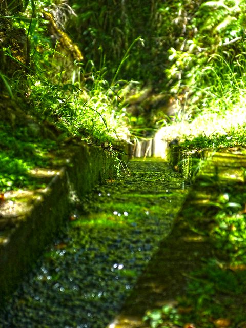 21.07.2014 Levada de Santana — Weiter zur Madre 1 — Foto 15