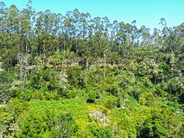 21.07.2014 Levada de Santana — Von der Kreuzung mit der ER-218 zur Madre 4 — Foto 9