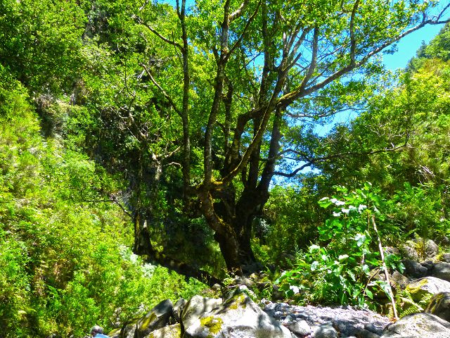 21.07.2014 Levada de Santana — Weiter zur Madre 1 — Foto 22