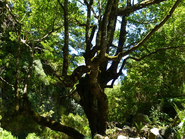 21.07.2014 Levada de Santana — Weiter zur Madre 1 — Foto 23