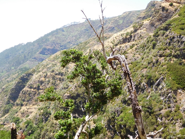 21.07.2015 Cascalho von Pedras, Levada das Rabaças und Lombo do Mouro — Im westlichen Cascalho-Kessel — Foto 25