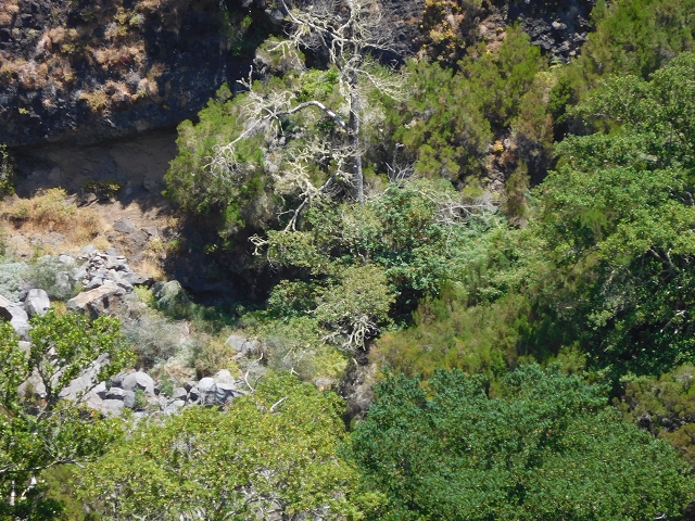 21.07.2015 Cascalho von Pedras, Levada das Rabaças und Lombo do Mouro — Zurück auf der Levada das Rabacas zum Tunnel — Foto 7
