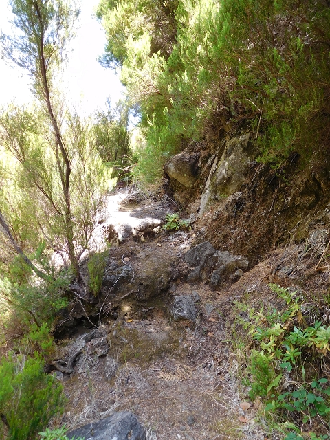 21.07.2015 Cascalho von Pedras, Levada das Rabaças und Lombo do Mouro — Aufstieg zur 'Sergio'-Tafel — Foto 9