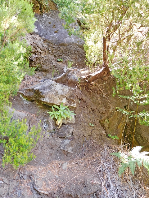 21.07.2015 Cascalho von Pedras, Levada das Rabaças und Lombo do Mouro — Aufstieg zur 'Sergio'-Tafel — Foto 12