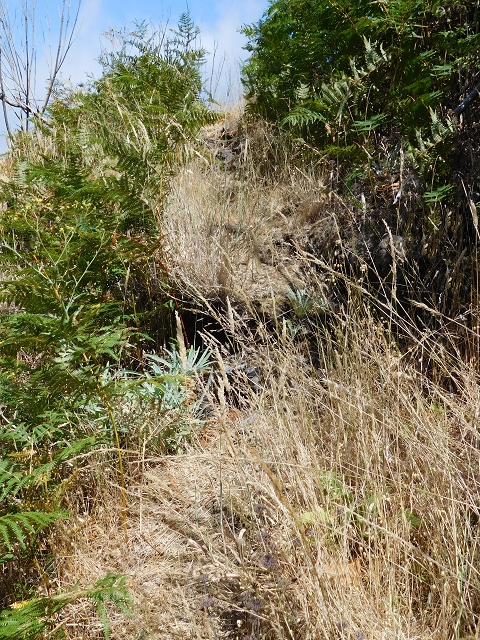 21.07.2015 Cascalho von Pedras, Levada das Rabaças und Lombo do Mouro — Aufstieg zur 'Sergio'-Tafel — Foto 18