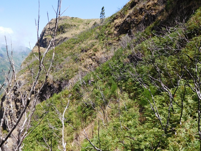 21.07.2015 Cascalho von Pedras, Levada das Rabaças und Lombo do Mouro — Aufstieg zur 'Sergio'-Tafel — Foto 24