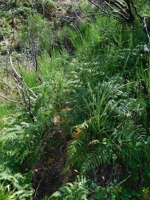 21.07.2015 Cascalho von Pedras, Levada das Rabaças und Lombo do Mouro — Aufstieg zur 'Sergio'-Tafel — Foto 25