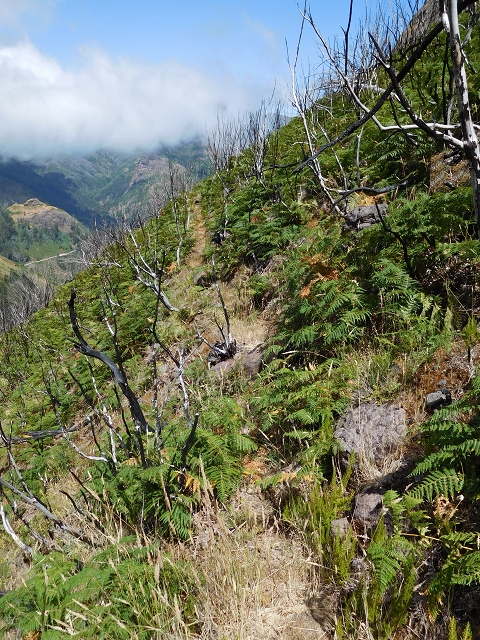 21.07.2015 Cascalho von Pedras, Levada das Rabaças und Lombo do Mouro — Aufstieg zur 'Sergio'-Tafel — Foto 28