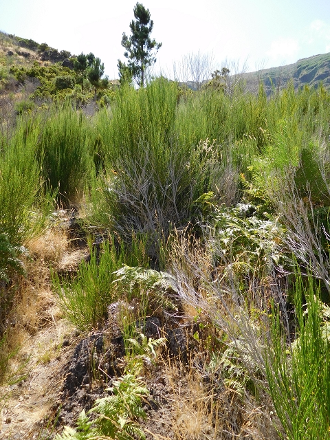 21.07.2015 Cascalho von Pedras, Levada das Rabaças und Lombo do Mouro — Aufstieg zum Lombo do Mouro-Haus, ER-110 und nach Pedras. — Foto 4