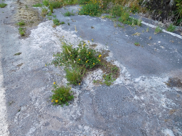 21.07.2015 Cascalho von Pedras, Levada das Rabaças und Lombo do Mouro — Aufstieg zum Lombo do Mouro-Haus, ER-110 und nach Pedras. — Foto 21