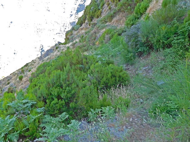21.07.2015 Cascalho von Pedras, Levada das Rabaças und Lombo do Mouro — Weiter auf dem alten Zugangsweg zum Rabacas-Tunnel — Foto 2