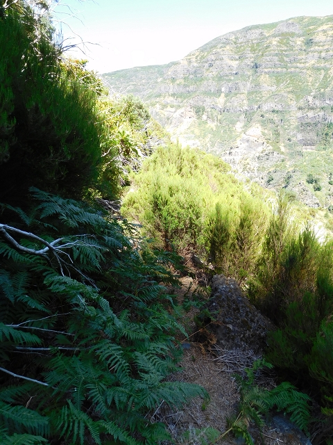 21.07.2015 Cascalho von Pedras, Levada das Rabaças und Lombo do Mouro — Weiter auf dem alten Zugangsweg zum Rabacas-Tunnel — Foto 22