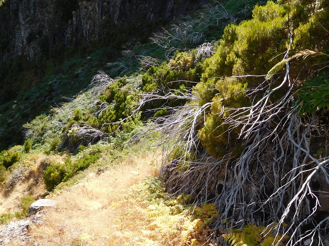 21.07.2015 Cascalho von Pedras, Levada das Rabaças und Lombo do Mouro — Weiter auf dem alten Zugangsweg zum Rabacas-Tunnel — Foto 23