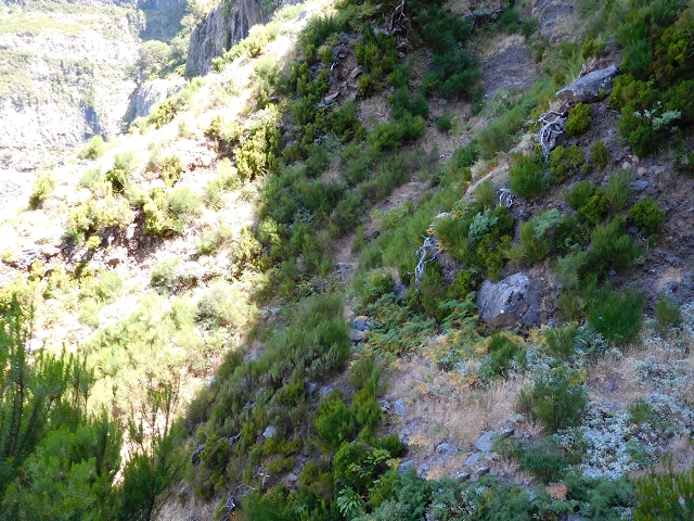 21.07.2015 Cascalho von Pedras, Levada das Rabaças und Lombo do Mouro — Weiter auf dem alten Zugangsweg zum Rabacas-Tunnel — Foto 27