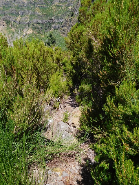 21.07.2015 Cascalho von Pedras, Levada das Rabaças und Lombo do Mouro — Weiter auf dem alten Zugangsweg zum Rabacas-Tunnel — Foto 32