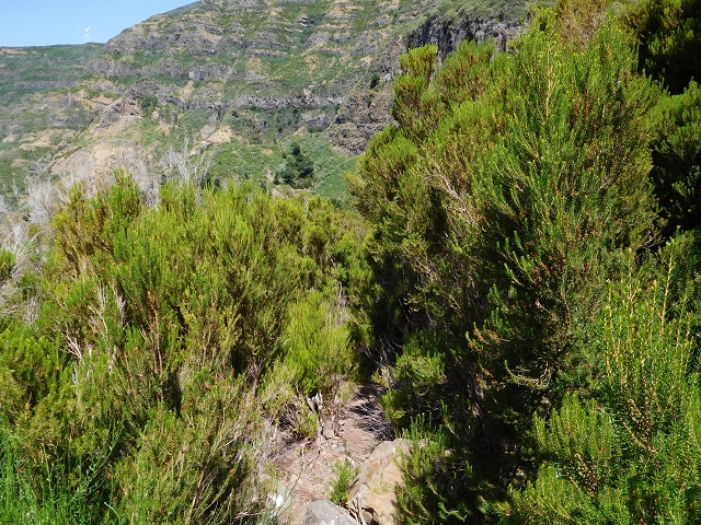 21.07.2015 Cascalho von Pedras, Levada das Rabaças und Lombo do Mouro — Weiter auf dem alten Zugangsweg zum Rabacas-Tunnel — Foto 33