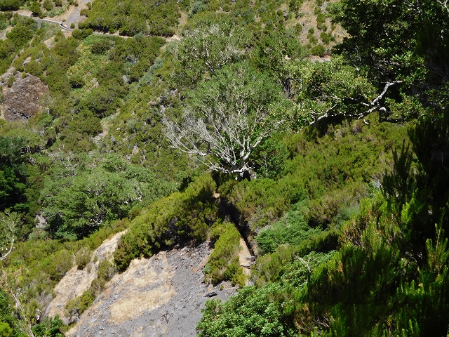 21.07.2015 Cascalho von Pedras, Levada das Rabaças und Lombo do Mouro — Weiter auf dem alten Zugangsweg zum Rabacas-Tunnel — Foto 37