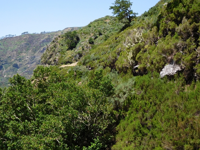 21.07.2015 Cascalho von Pedras, Levada das Rabaças und Lombo do Mouro — Auf der Levada das Rabacas zum westlichen Kessel — Foto 6