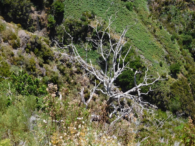 21.07.2015 Cascalho von Pedras, Levada das Rabaças und Lombo do Mouro — Auf der Levada das Rabacas zum westlichen Kessel — Foto 24
