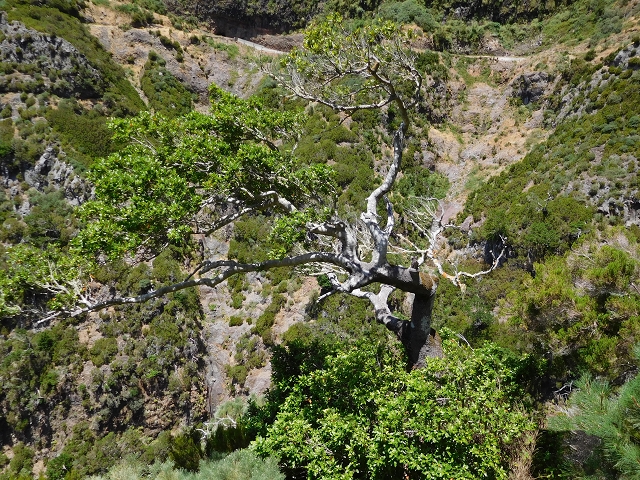 21.07.2015 Cascalho von Pedras, Levada das Rabaças und Lombo do Mouro — Auf der Levada das Rabacas zum westlichen Kessel — Foto 28