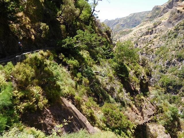 21.07.2015 Cascalho von Pedras, Levada das Rabaças und Lombo do Mouro — Auf der Levada das Rabacas zum westlichen Kessel — Foto 29