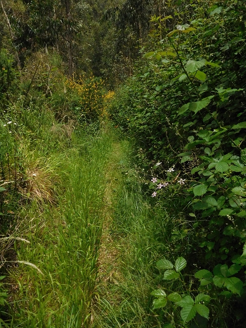 22.06.2016 Levada do Norte — Weg nach Fontainhas und Überreste der Levada do Rouca — Foto 27