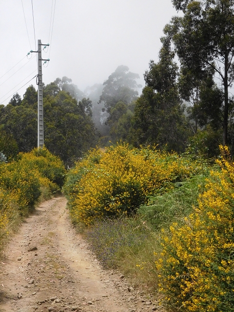22.06.2016 Levada do Norte — Abstieg zur Levada do Norte — Foto 1
