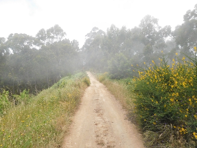 22.06.2016 Levada do Norte — Abstieg zur Levada do Norte — Foto 2