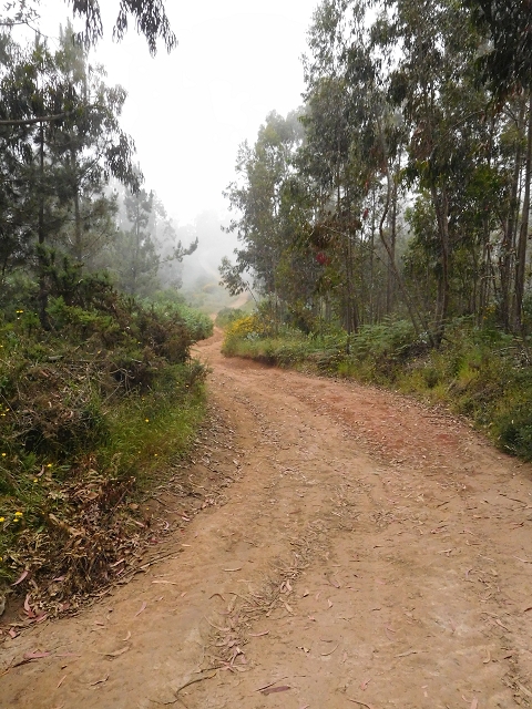 22.06.2016 Levada do Norte — Abstieg zur Levada do Norte — Foto 3