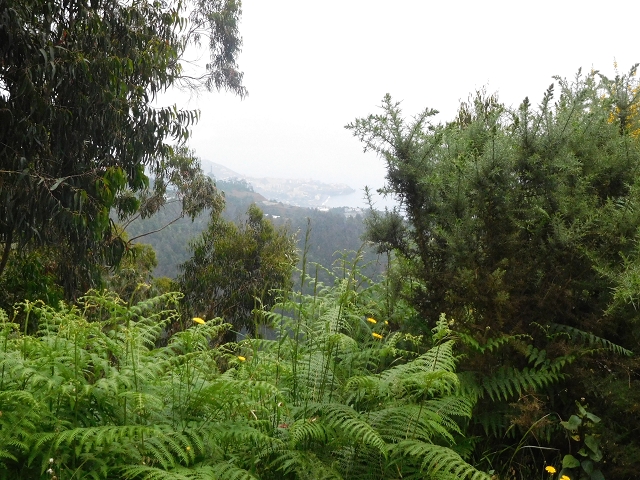 22.06.2016 Levada do Norte — Abstieg zur Levada do Norte — Foto 5