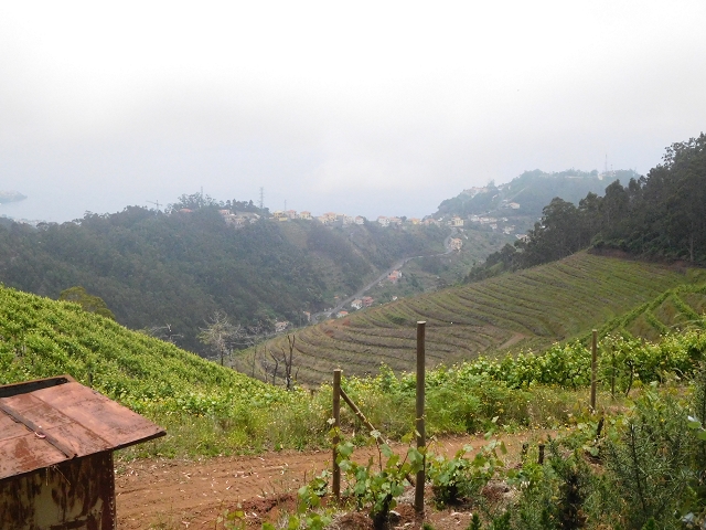 22.06.2016 Levada do Norte — Abstieg zur Levada do Norte — Foto 6
