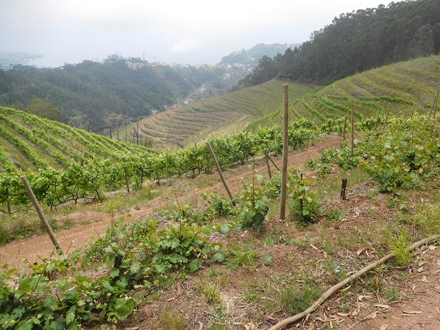 22.06.2016 Levada do Norte — Abstieg zur Levada do Norte — Foto 8