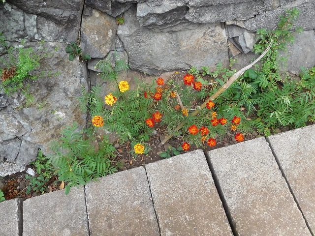22.06.2016 Levada do Norte — Auf der Levada do Norrte durch den Cabo Girao-Tunnel bis nach Nogueira — Foto 5