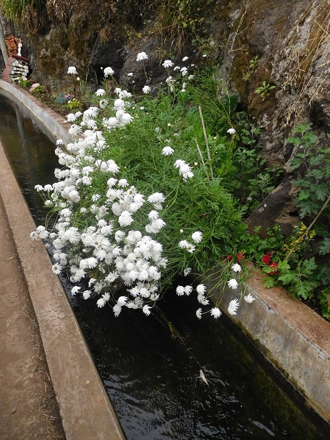 22.06.2016 Levada do Norte — Auf der Levada do Norrte durch den Cabo Girao-Tunnel bis nach Nogueira — Foto 14