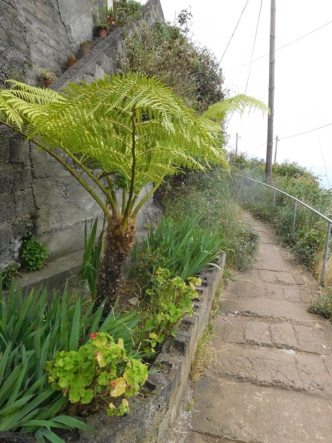 22.06.2016 Levada do Norte — Auf der Levada do Norrte durch den Cabo Girao-Tunnel bis nach Nogueira — Foto 31