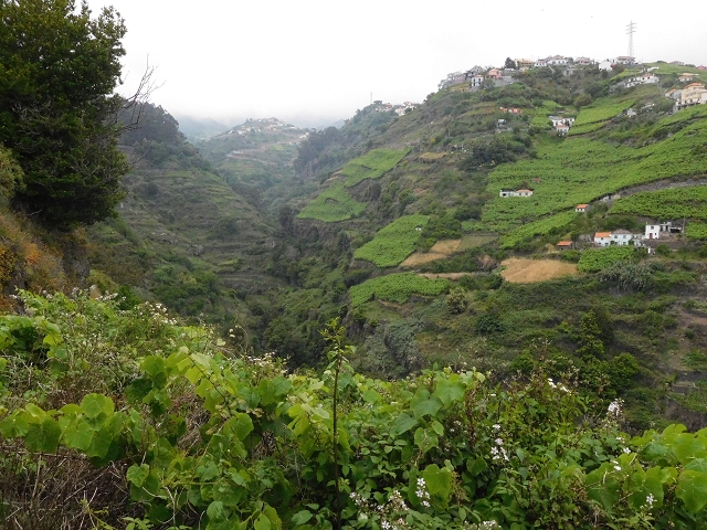 22.06.2016 Levada do Norte — Ab- und Aufstieg zur Ribeira da Caixa und zurück zum Ausgangspunkt — Foto 3