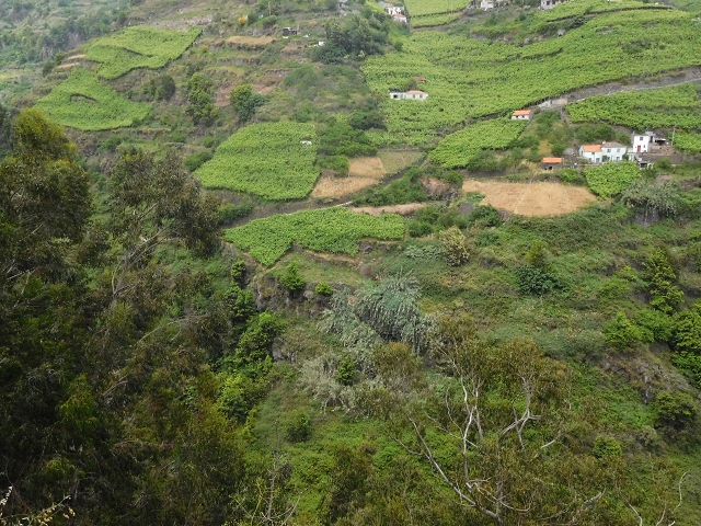 22.06.2016 Levada do Norte — Ab- und Aufstieg zur Ribeira da Caixa und zurück zum Ausgangspunkt — Foto 7