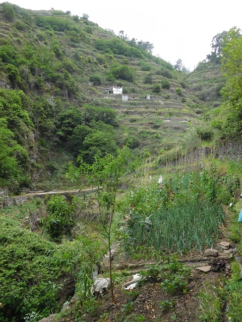 22.06.2016 Levada do Norte — Ab- und Aufstieg zur Ribeira da Caixa und zurück zum Ausgangspunkt — Foto 15