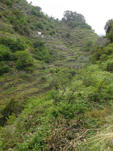 22.06.2016 Levada do Norte — Ab- und Aufstieg zur Ribeira da Caixa und zurück zum Ausgangspunkt — Foto 16