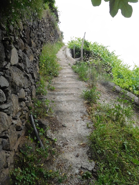 22.06.2016 Levada do Norte — Ab- und Aufstieg zur Ribeira da Caixa und zurück zum Ausgangspunkt — Foto 17