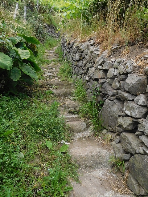 22.06.2016 Levada do Norte — Ab- und Aufstieg zur Ribeira da Caixa und zurück zum Ausgangspunkt — Foto 18