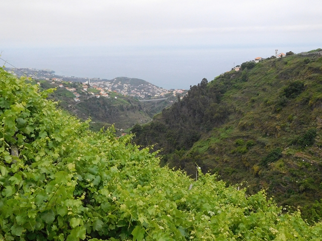 22.06.2016 Levada do Norte — Ab- und Aufstieg zur Ribeira da Caixa und zurück zum Ausgangspunkt — Foto 19