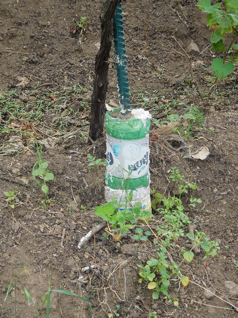 22.06.2016 Levada do Norte — Ab- und Aufstieg zur Ribeira da Caixa und zurück zum Ausgangspunkt — Foto 22