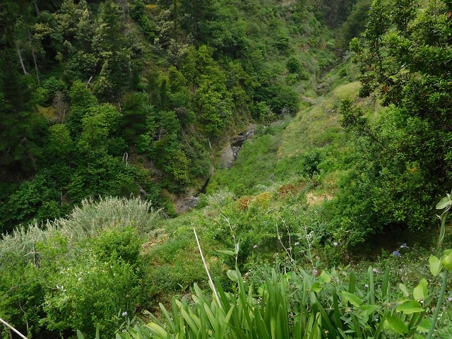 22.06.2016 Levada do Norte — Im Tal der Ribeira da Caixa — Foto 25