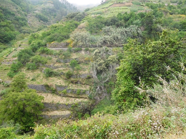22.06.2016 Levada do Norte — Im Tal der Ribeira da Caixa — Foto 26