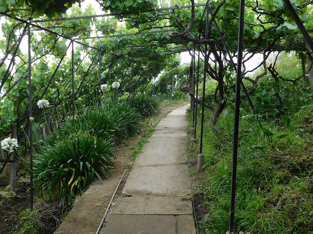 22.06.2016 Levada do Norte — Von Estreito de Camara de Lobos bis zum Tal der Ribeira da Caixa — Foto 5