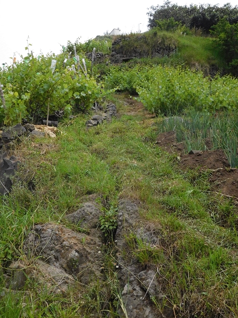 22.06.2016 Levada do Norte — Aufstieg nach Jardim da Serra — Foto 2