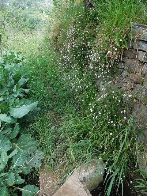22.06.2016 Levada do Norte — Weg nach Fontainhas und Überreste der Levada do Rouca — Foto 1