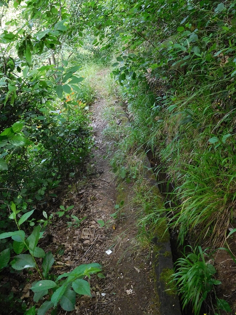 22.06.2016 Levada do Norte — Weg nach Fontainhas und Überreste der Levada do Rouca — Foto 4