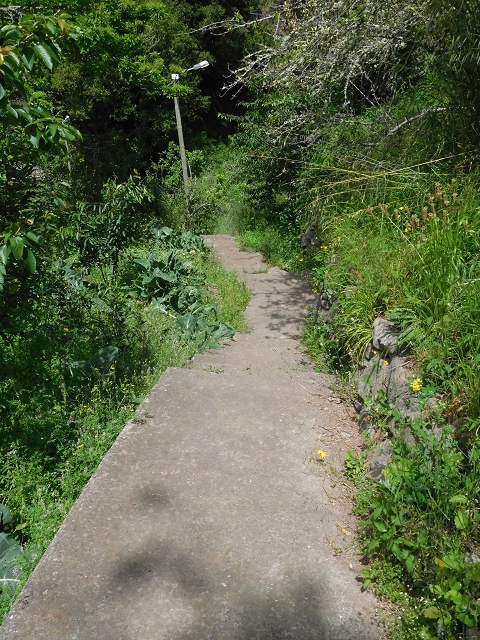 22.06.2016 Levada do Norte — Weg nach Fontainhas und Überreste der Levada do Rouca — Foto 7